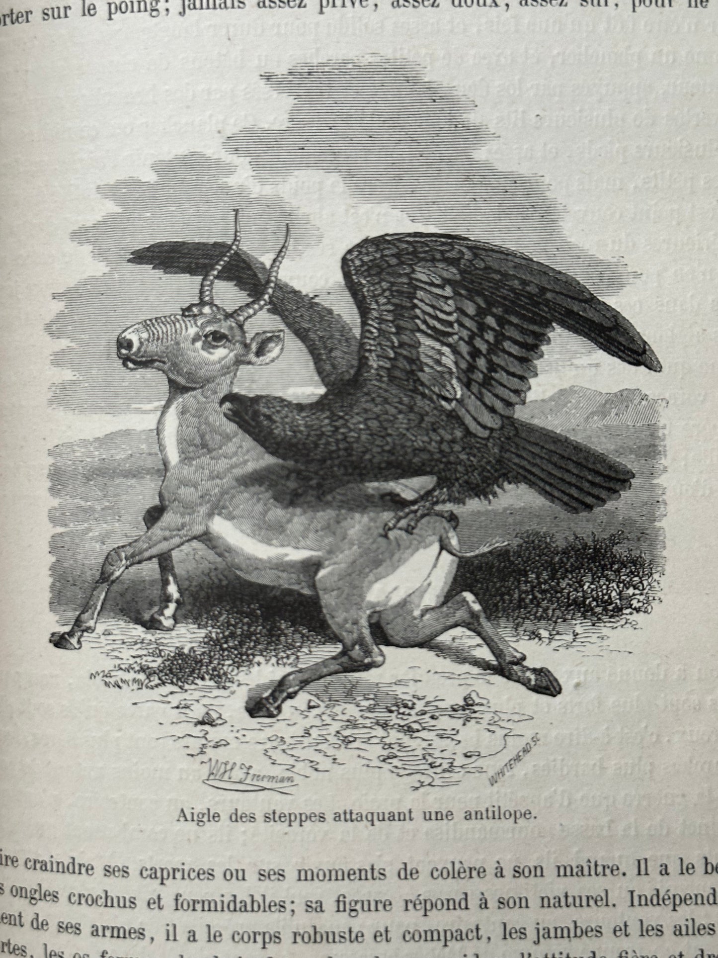 1883 Natural History by Buffon
