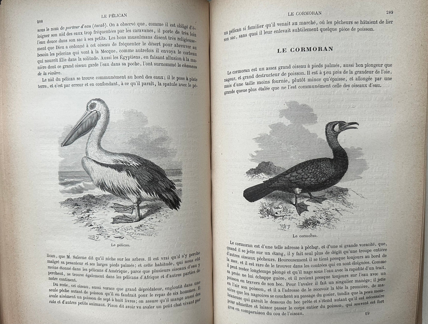 1883 Natural History by Buffon