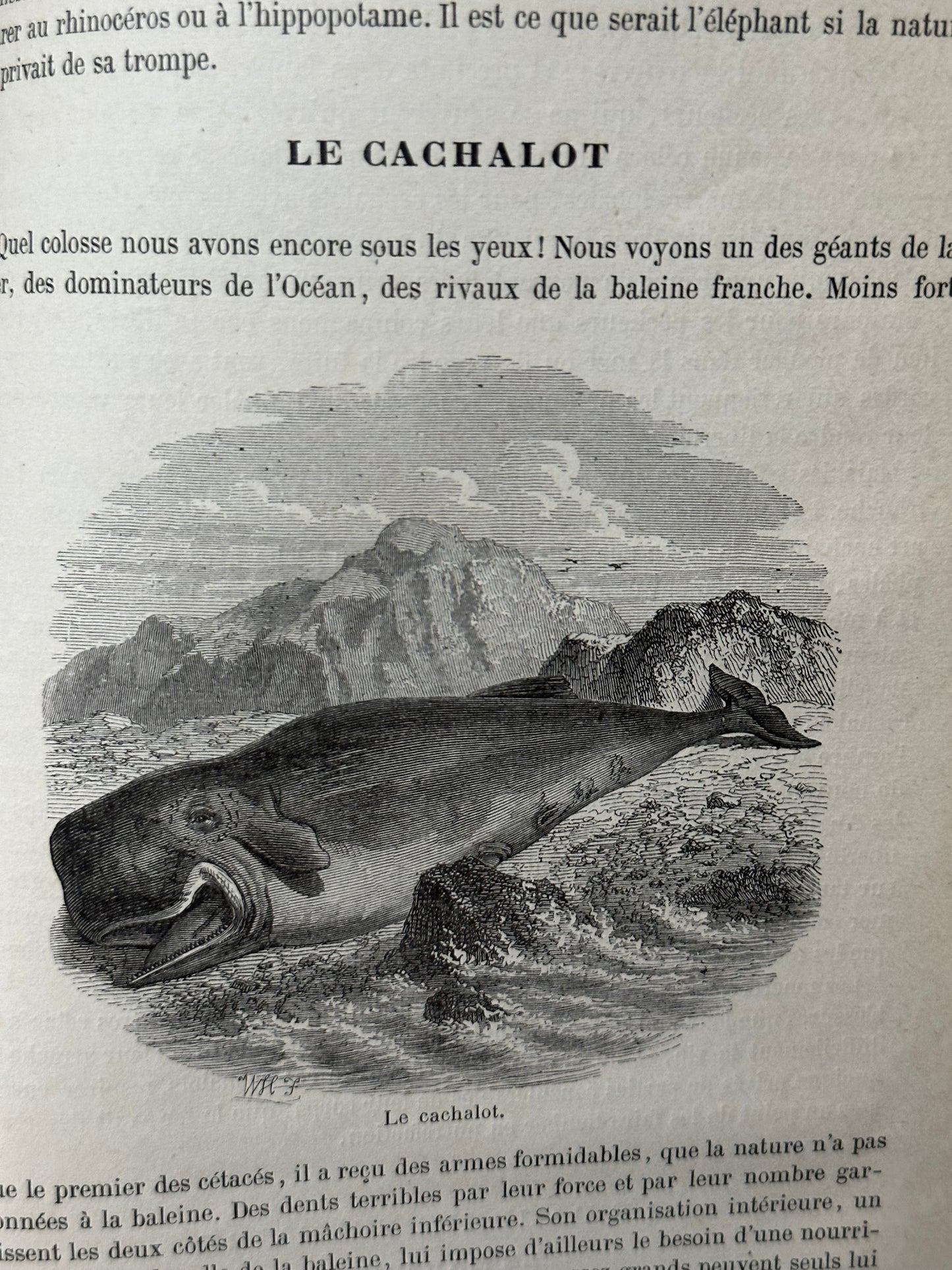 1883 Natural History by Buffon