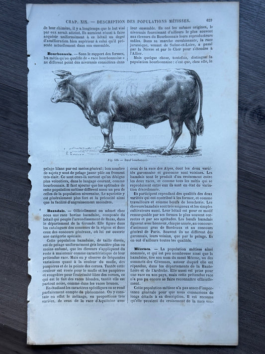 Le Livre de la Ferme: Cow from Bourbonnais