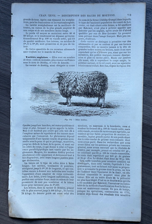 Le Livre de la Ferme: English Sheep