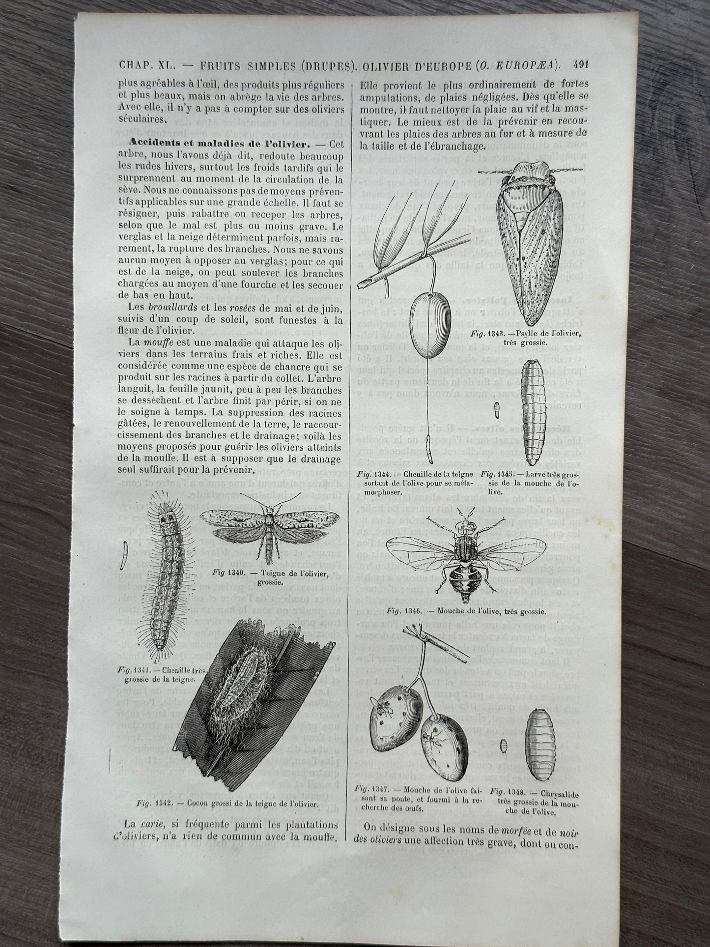 Le Livre de la Ferme: Olive Diseases